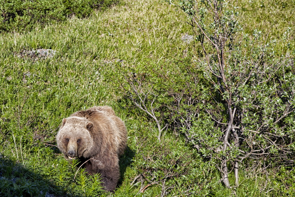 Grizzly Denali